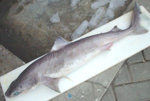 スクワピュアオイル　50ｍｌ