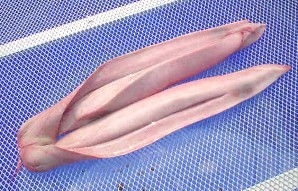 スクワピュアオイル　50ｍｌ